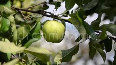 <strong>农夫</strong>`手摘苹果。 苹果采摘季节。 苹果生长在<strong>果园</strong>的一棵树上。 生产新鲜和有机水果。 熟食
